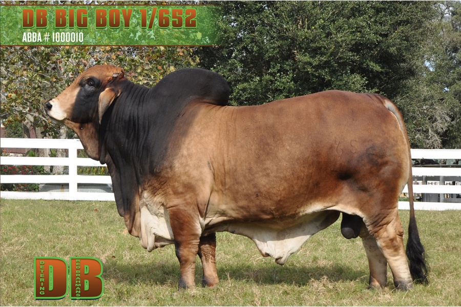 LOT 02 - DB SOUTHERN STAR SEMEN LOT