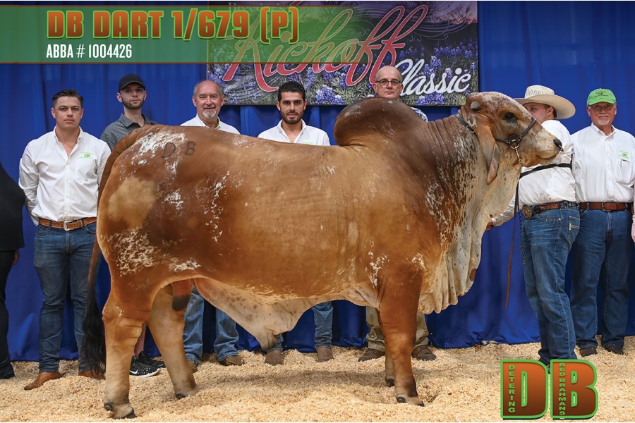 LOT 02 - DB SOUTHERN STAR SEMEN LOT
