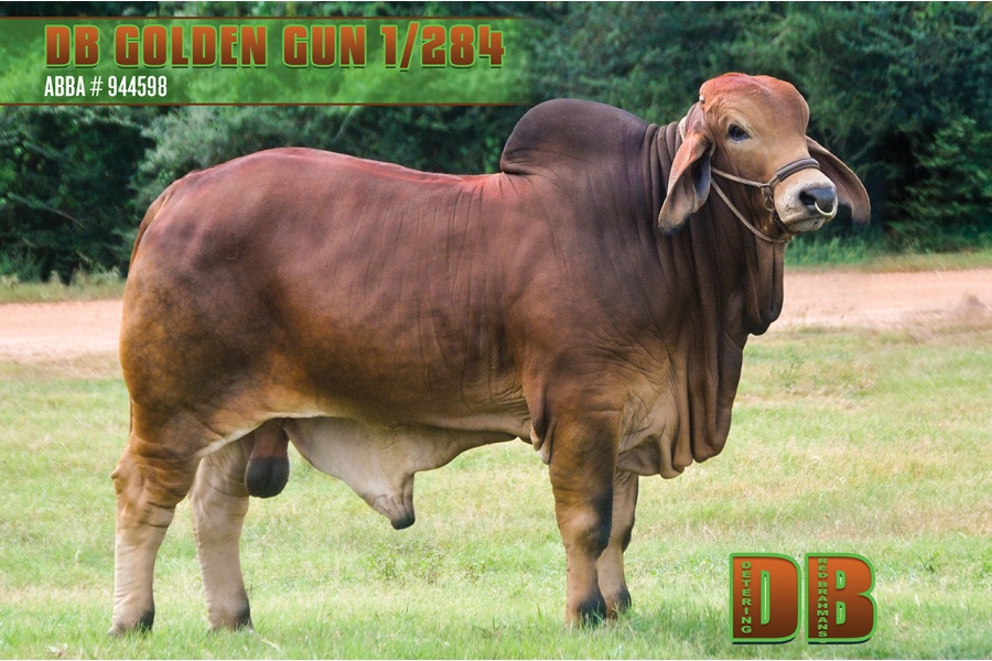 LOT 02 - DB SOUTHERN STAR SEMEN LOT