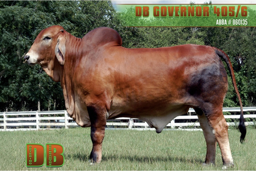 LOT 02 - DB SOUTHERN STAR SEMEN LOT