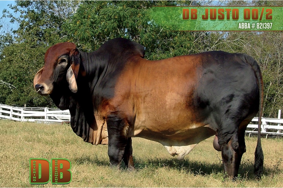 LOT 02 - DB SOUTHERN STAR SEMEN LOT
