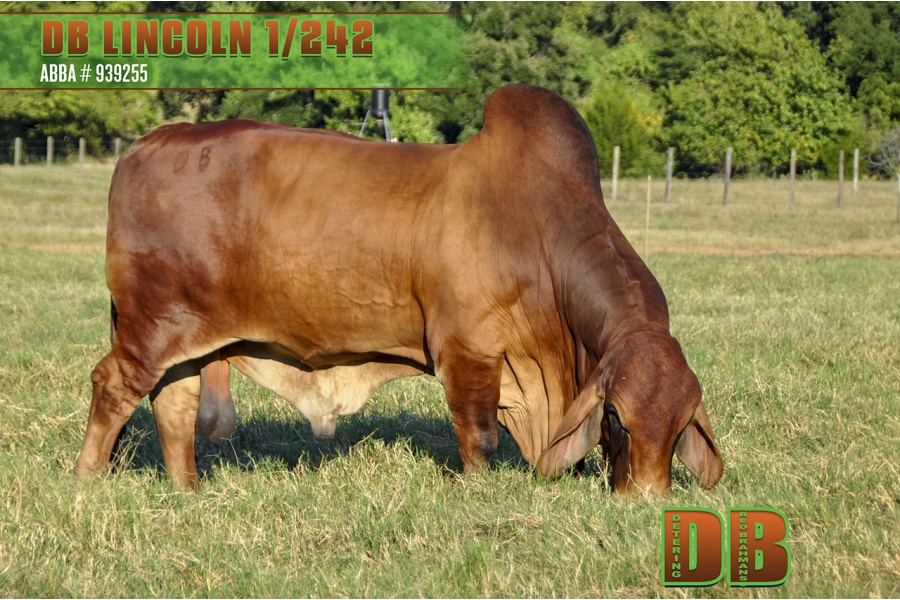 LOT 02 - DB SOUTHERN STAR SEMEN LOT