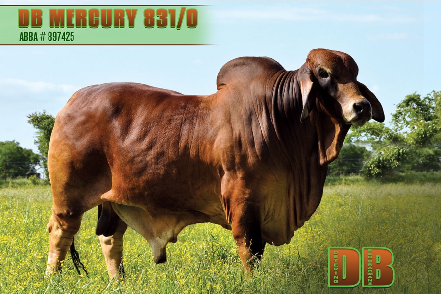 LOT 02 - DB SOUTHERN STAR SEMEN LOT