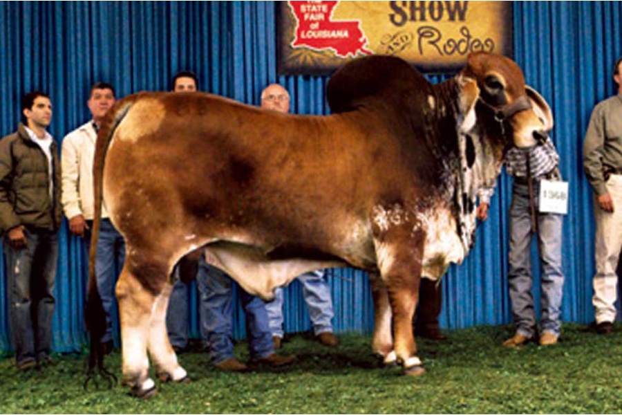 LOT 02 - DB SOUTHERN STAR SEMEN LOT
