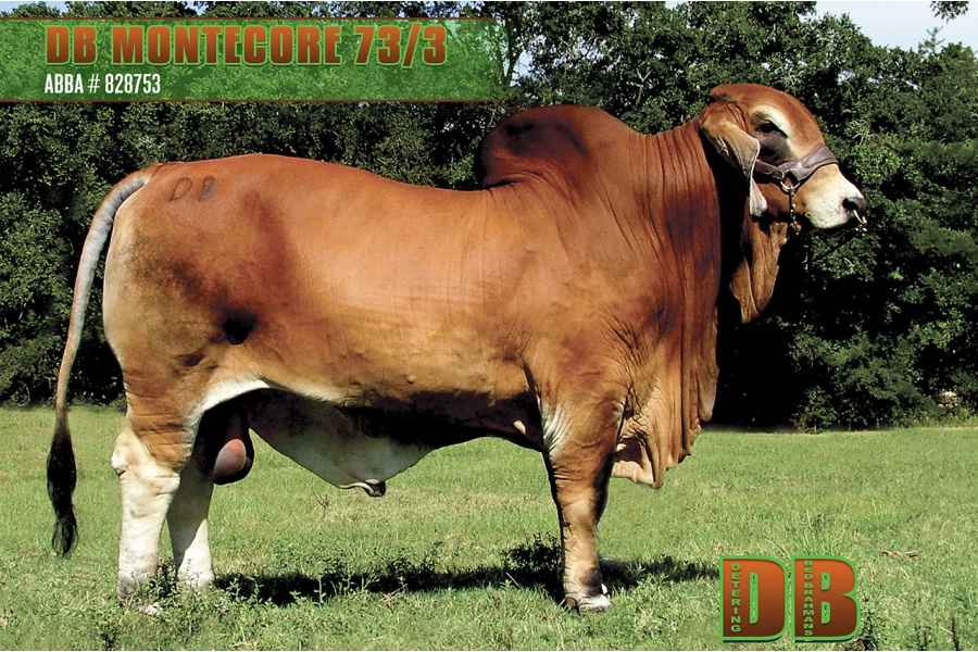 LOT 02 - DB SOUTHERN STAR SEMEN LOT