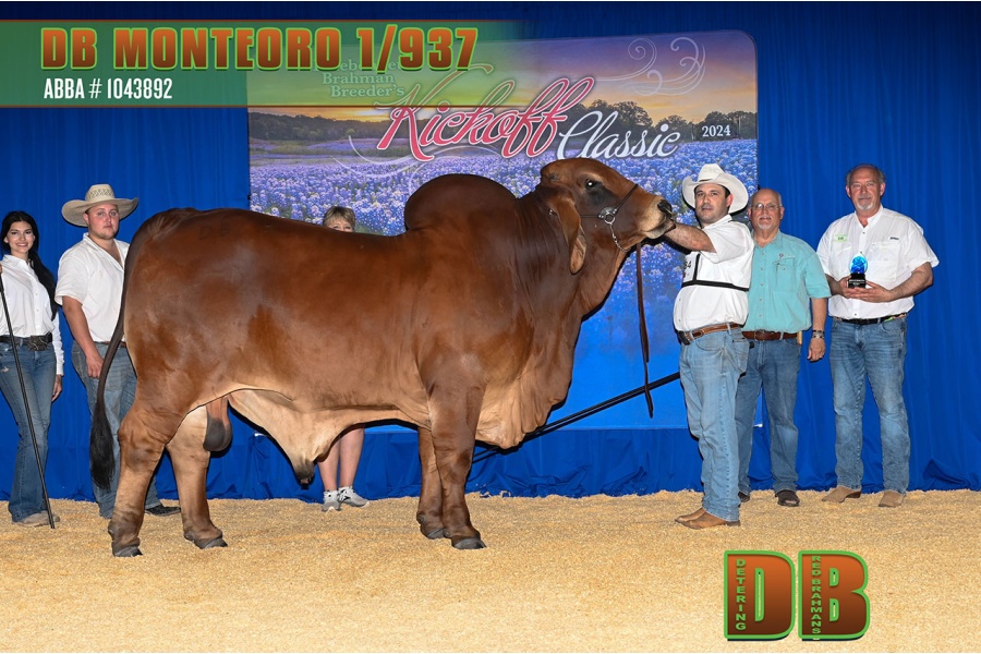 LOT 02 - DB SOUTHERN STAR SEMEN LOT