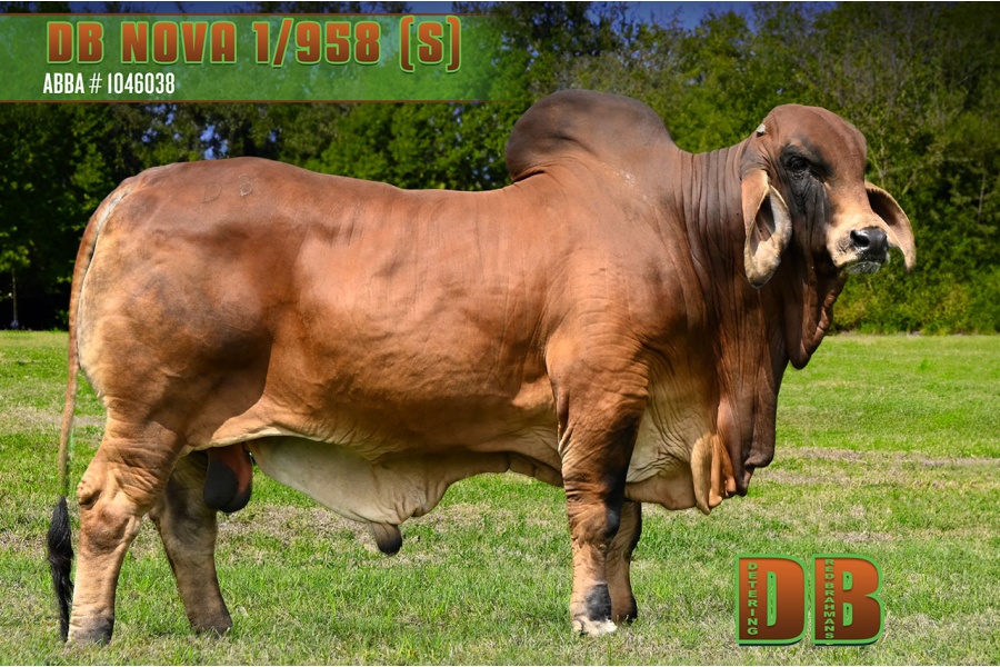 LOT 02 - DB SOUTHERN STAR SEMEN LOT