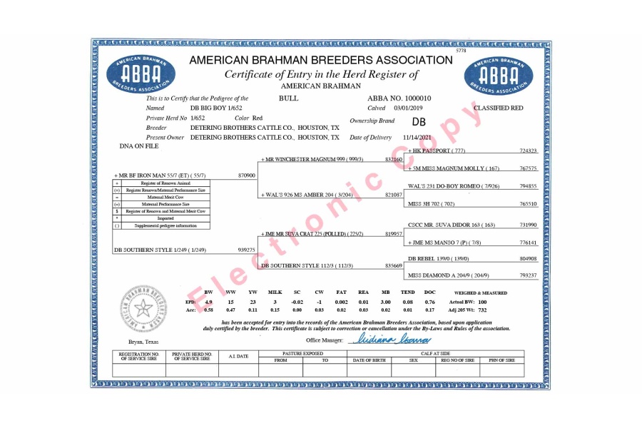 LOT 04 - FEMALE SEXED EMBRYO PACKAGE - THREE (3) EMBRYOS - FULL SIBS TO DB SOUTHERN STYLE 2/206