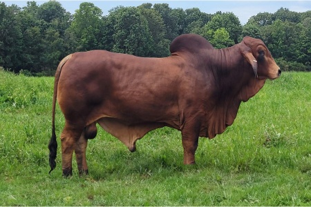 LOT 06 - DF MR. POLLED COJO 2/2 (PP) - 1 SEXED SEMEN STRAW