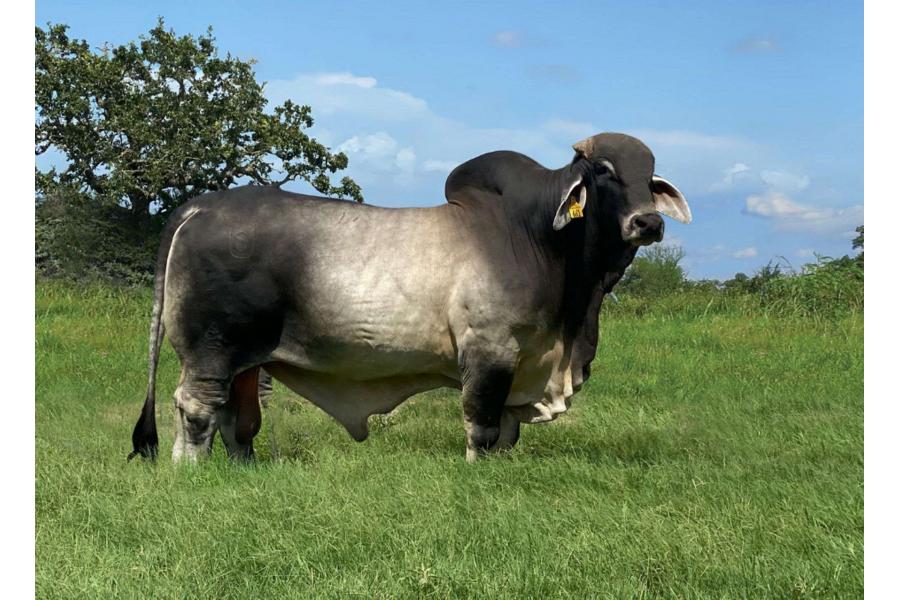 LOT 11 - AT MISS ARROW MANSEAUX 752/9 X MR US POLLED DIDOR 661/7 (S) - FEMALE SEXED EMBRYOS