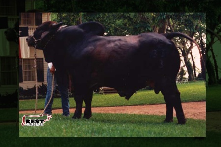LOT 03 - +DB SOUTHERN STYLE 33/3