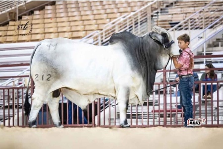 LOT 05 - JDM MR HOTSHOT MANSO 212 - 3 CONVENTIONAL SEMEN STRAWS