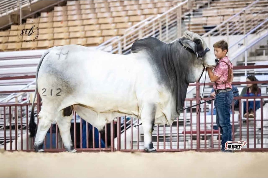 LOT 05 - JDM MR HOTSHOT MANSO 212 - 3 CONVENTIONAL SEMEN STRAWS
