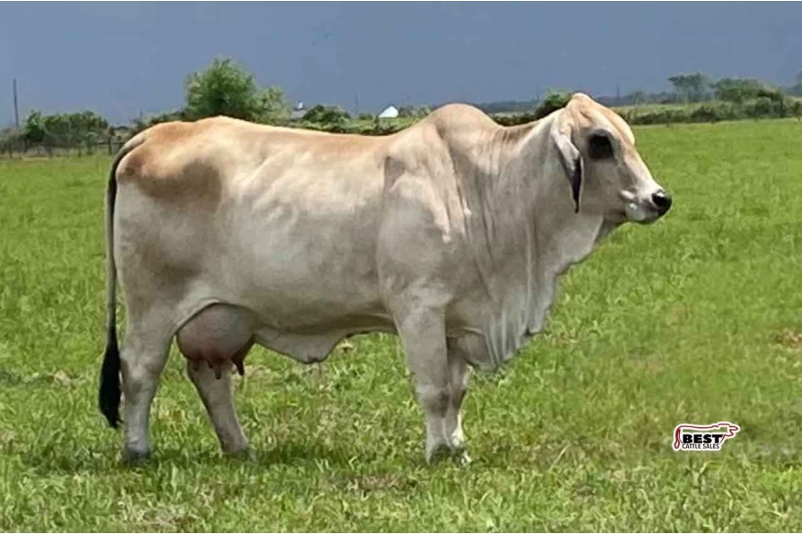 LOT 07 - LCC/VBCC SMOKIN CASH 4/1 X LMC LF POLLED SOPHIA 210/2 (P) - SEXED EMBRYO PACKAGE