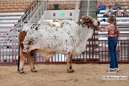 LOT 03 - DADR PAINT IT RED 21/2 - 1 CONVENTIONAL SEMEN STRAW