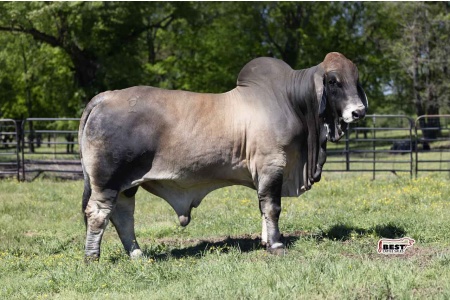 LOT 13 - WALTERS GAME ON 552 - 1 SEXED SEMEN STRAW