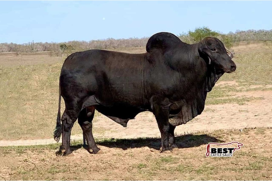 LOT 09 - LMC LF POLLED ERN 192/5 TWIN (P) - SEMEN PACKAGE