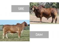 LOT 15 - MISS 4F POLLED 11/6 (PP) X LMC LN POLLED FORESIGHT 159/8 (PP) - HOMOZYGOUS POLLED SEXED EMBRYO PACKAGE