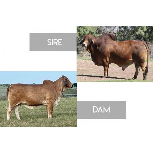 LOT 15 - MISS 4F POLLED 11/6 (P) X LMC LN POLLED FORESIGHT 159/8 (P) - EMBRYO PACKAGE
