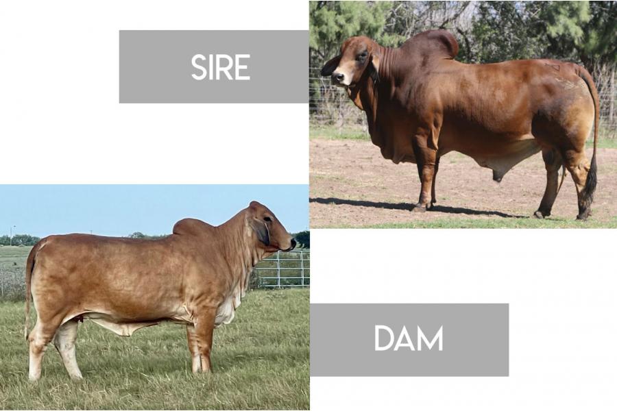 LOT 15 - MISS 4F POLLED 11/6 (PP) X LMC LN POLLED FORESIGHT 159/8 (PP) - HOMOZYGOUS POLLED SEXED EMBRYO PACKAGE