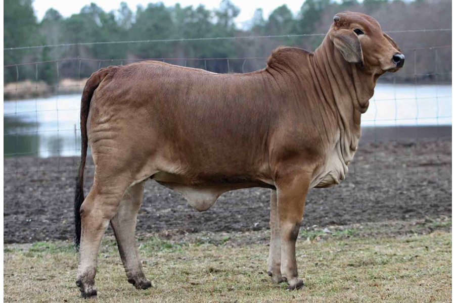 LOT 002 - RC MS DELILAH 115/4 (S)