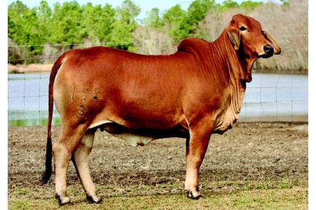 LOT 003 - RC MS RUBY 173/33
