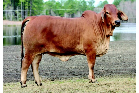 LOT 004 - RC MS MAYBELLE 102/14 (P)