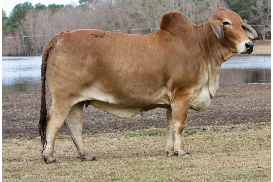 LOT 006 - MISS WCC 200/6