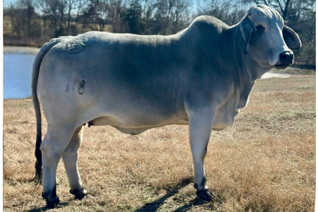 LOT 010 - MISS GH 118