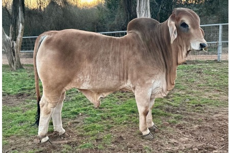 LOT 011 - C5 MR. ZACH BRYAN