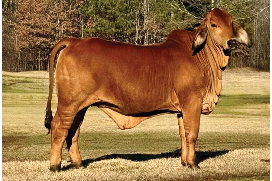 LOT 013 - DMC R2 POLLED LAYLA RAY 11/3