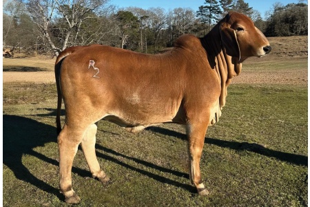 LOT 015 - DMC R2 MS. RAYLEE LEROUX 13/4