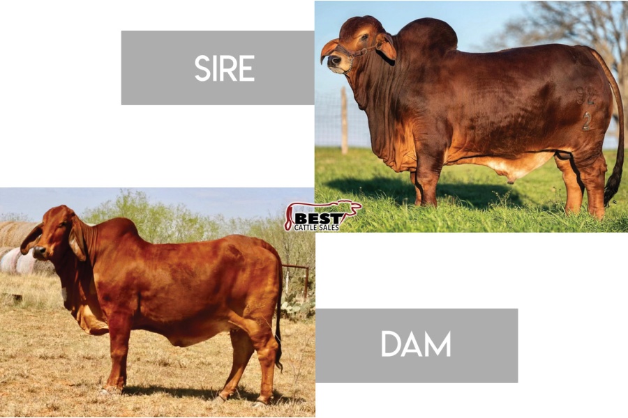 LOT 016 - FEMALE SEXED PREGNANT RECIP