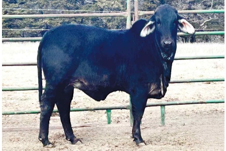 LOT 023, 024 - LCB CHARLOTTE 01/24 (S) - PICK OR X THE MONEY OF LOTS CHOSEN (A)