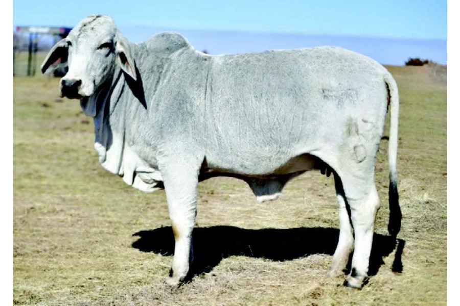 LOT 035 - MISS BLACK GOLD FABLE 113/0
