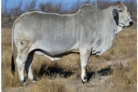 LOT 040 - MISS V8 769/8