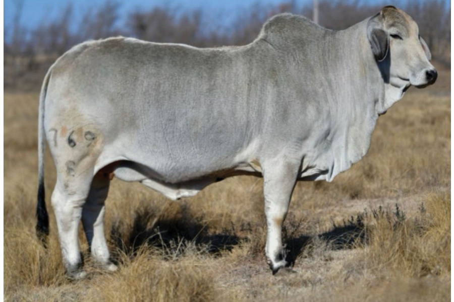 LOT 040 - MISS V8 769/8