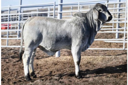 LOT 048, 049, 050, 051 - MISS BLACK GOLD 190/4 - PICK OR X THE MONEY OF LOTS CHOSEN (A)