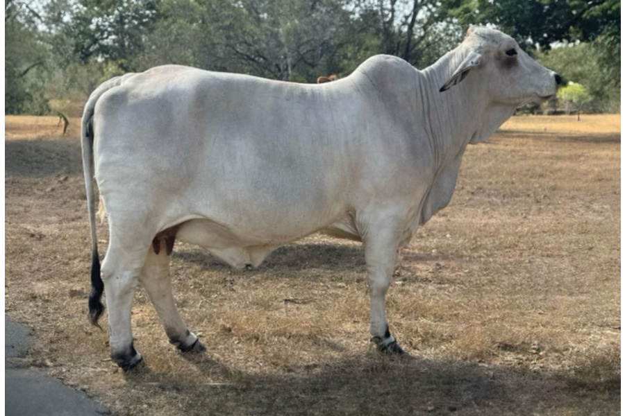 LOT 058 - J7 BRAXTON LADY 999/3