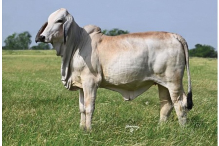 LOT 059, 059A - MORENO MS. LADY FUN IN THE SUN 822/3