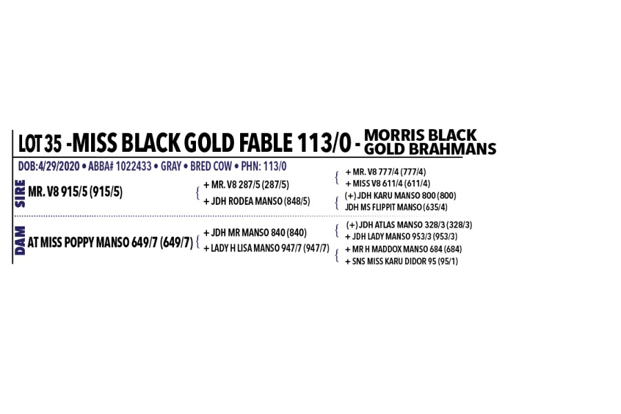 LOT 035 - MISS BLACK GOLD FABLE 113/0