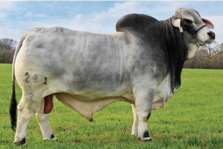 LOT 08 - +MR. H. ELIJAH MANSO 281/2 - 2 STRAWS CONVENTIONAL SEMEN