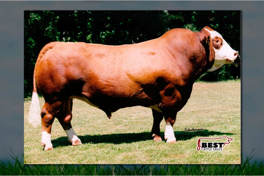 LOTE 34 - EXODUS (P)