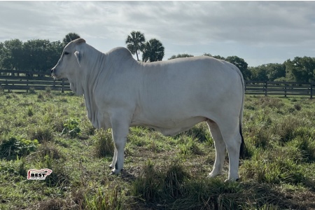 LOT 08 - BISHOP MS. APPLE 60