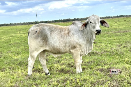 LOT 07 - NC MARY JANE 420 (P)