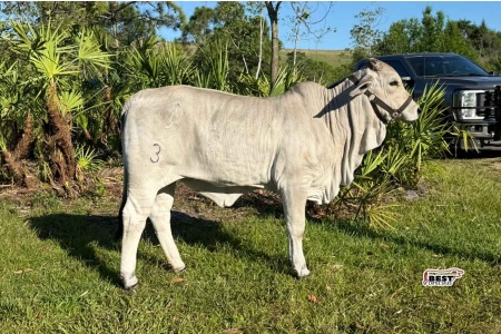 LOT 11 - CCR MS. SLADE 3