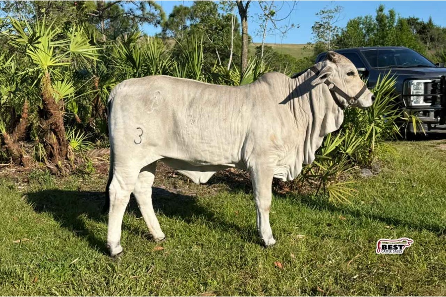 LOT 11 - CCR MS. SLADE 3