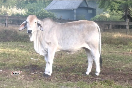 LOT 06 - GB MS UNION PRIDE 917