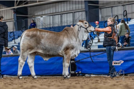 LOT 04 - 4J LADY AMELIA MANSO 57