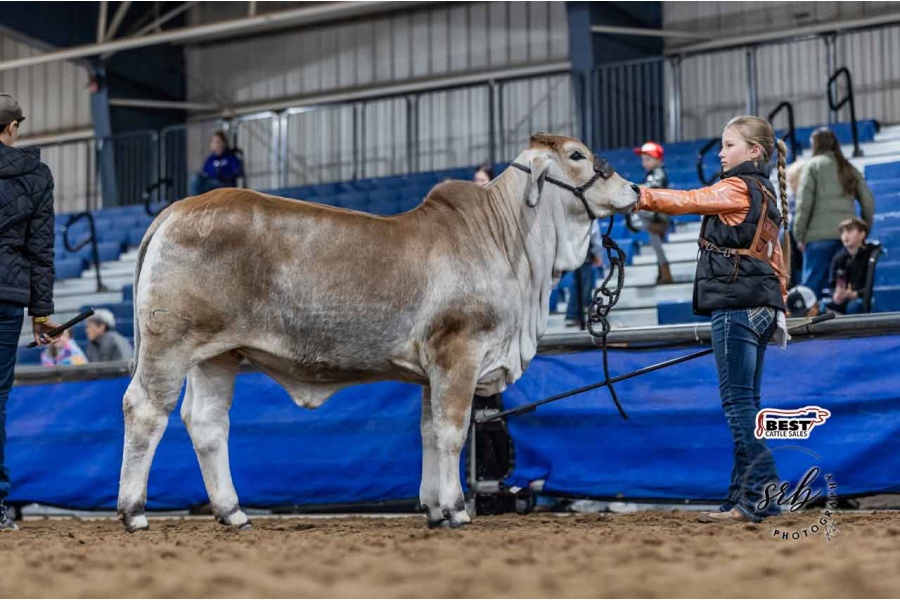 LOT 04 - 4J LADY AMELIA MANSO 57